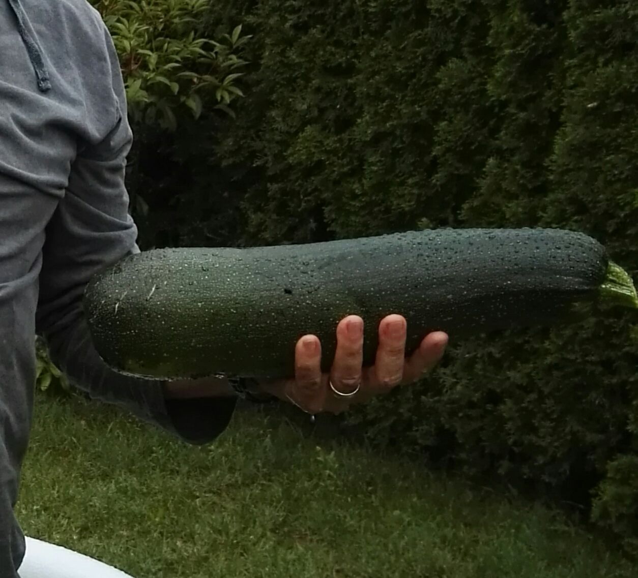 zucchini