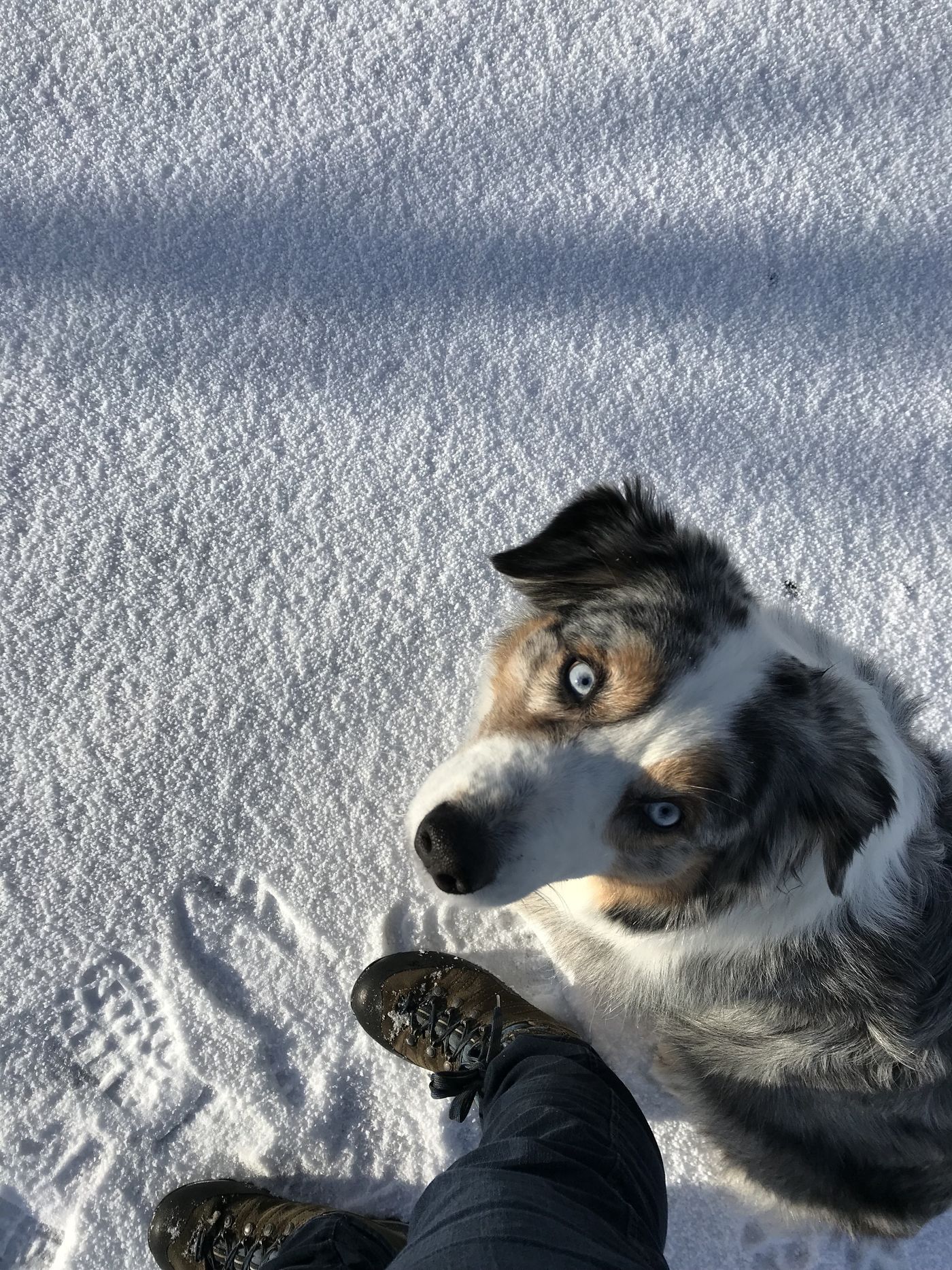 Australian Shepherd