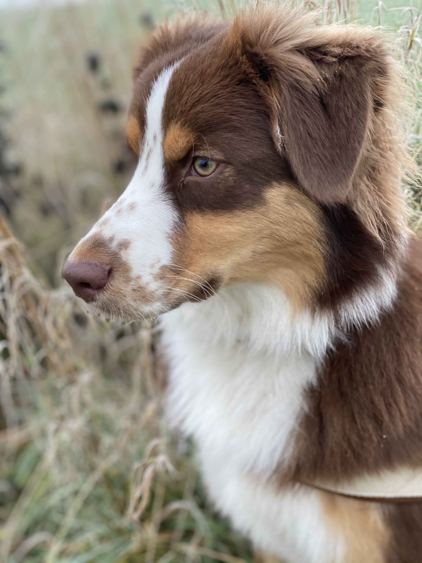 Australian Shepherd