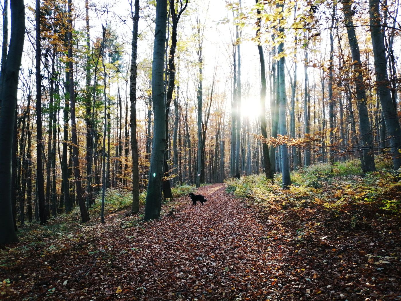 Waldspaziergang