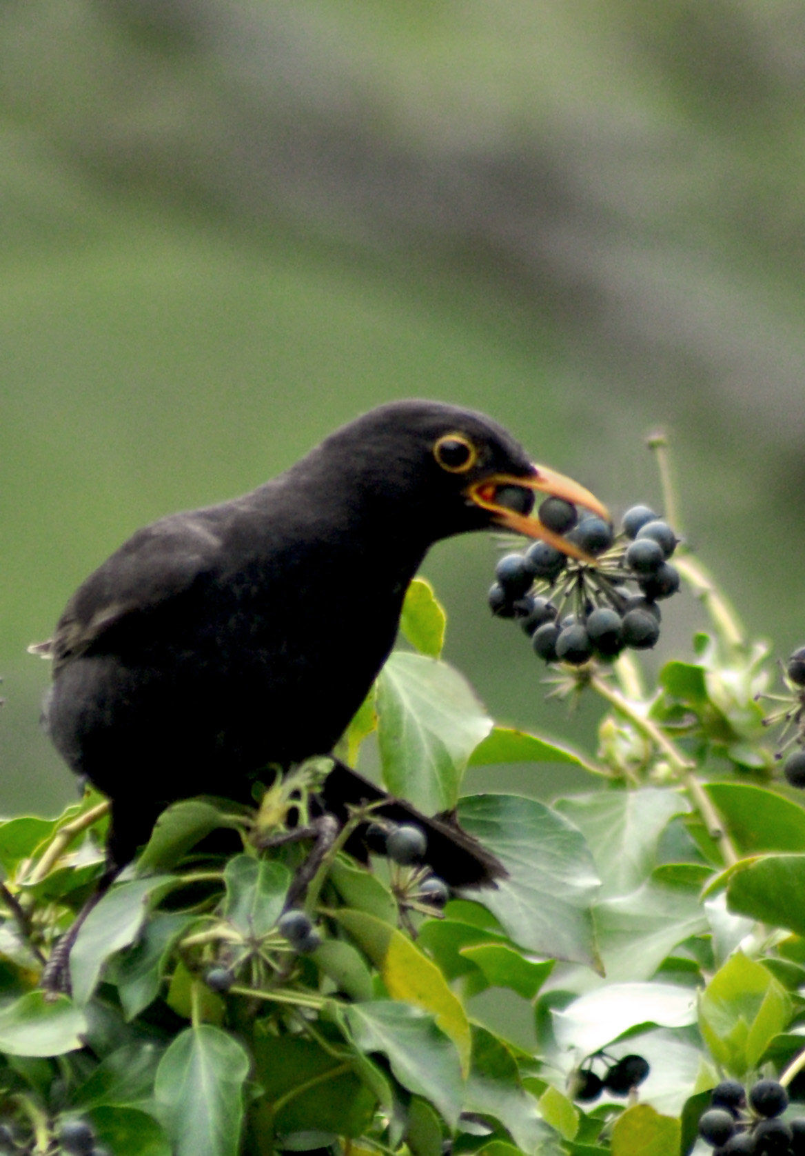 amsel