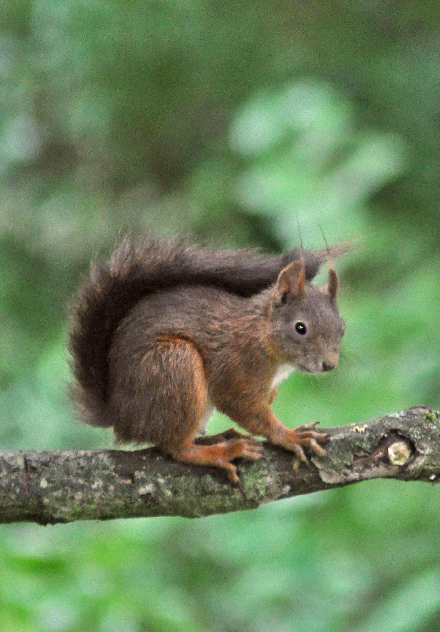 Gartenleben