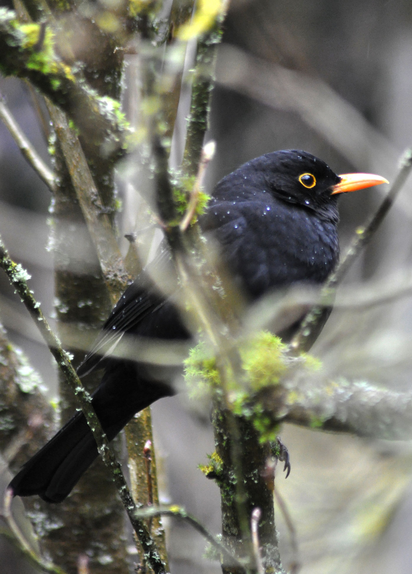 amsel