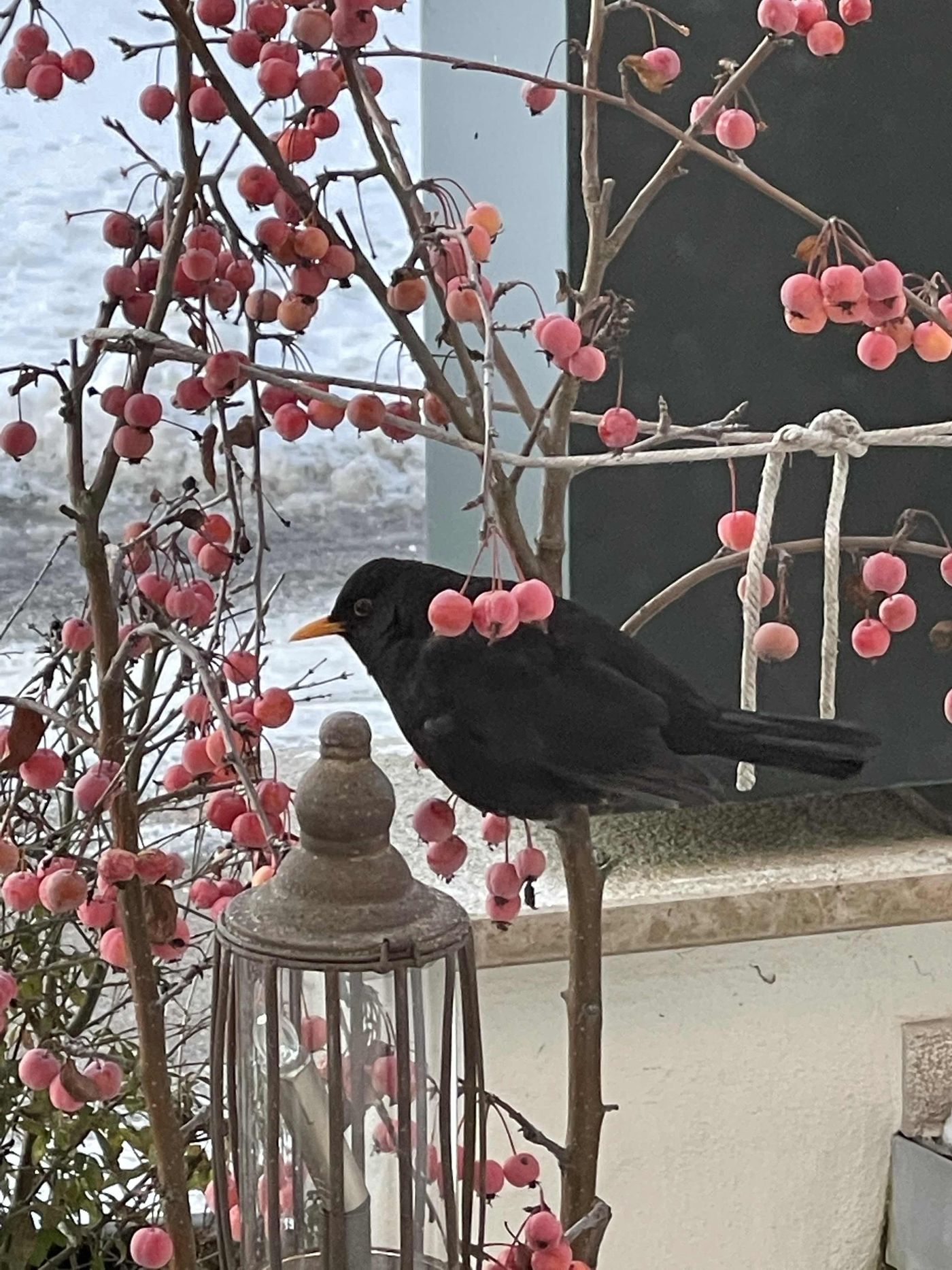 amsel