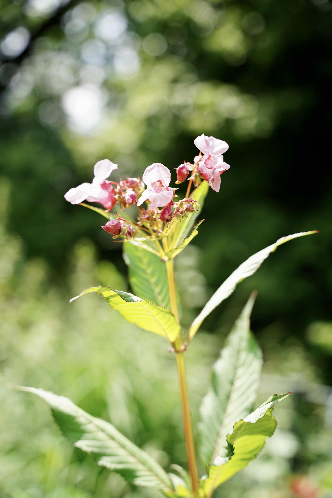 Staudengarten