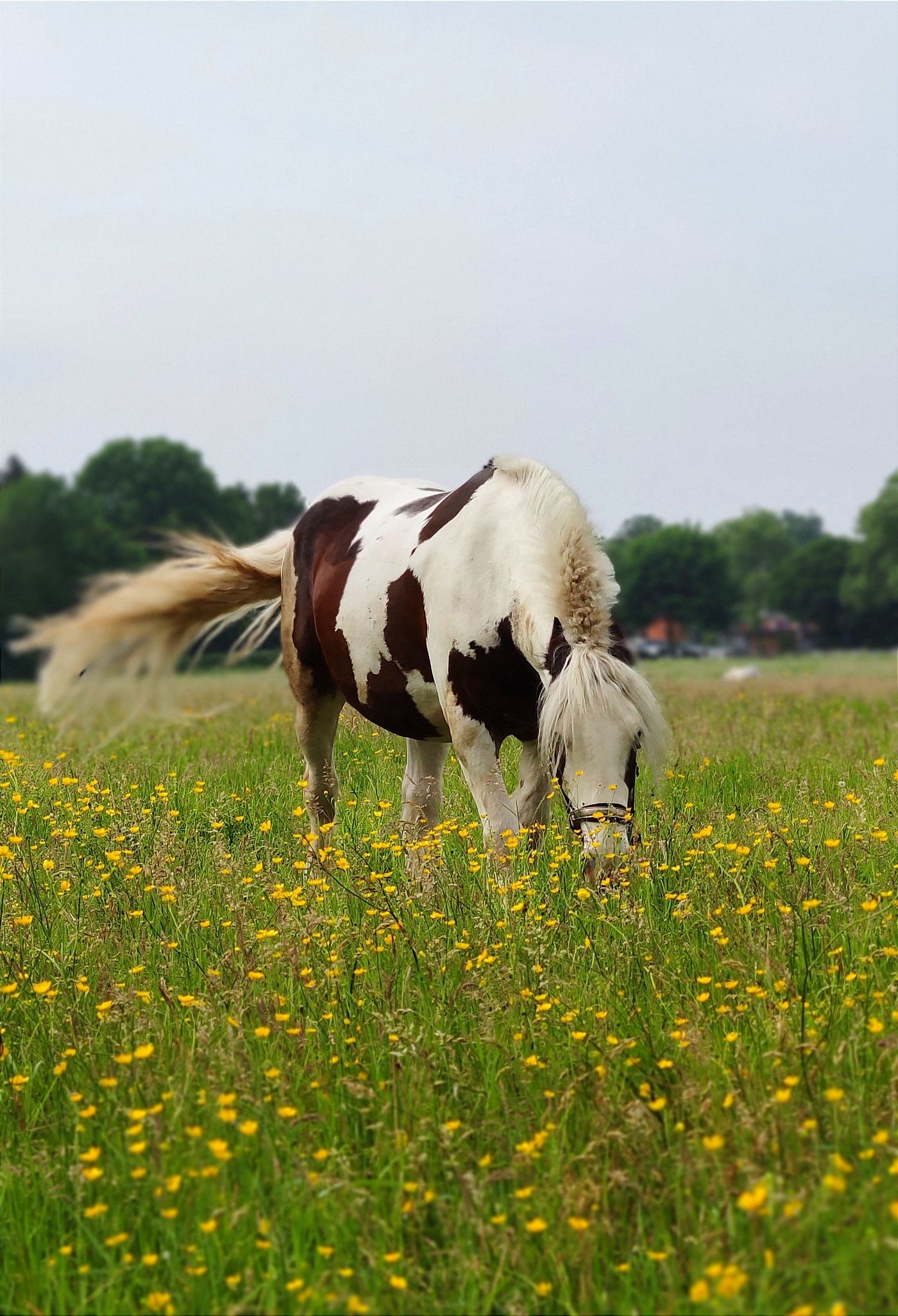 Tiere