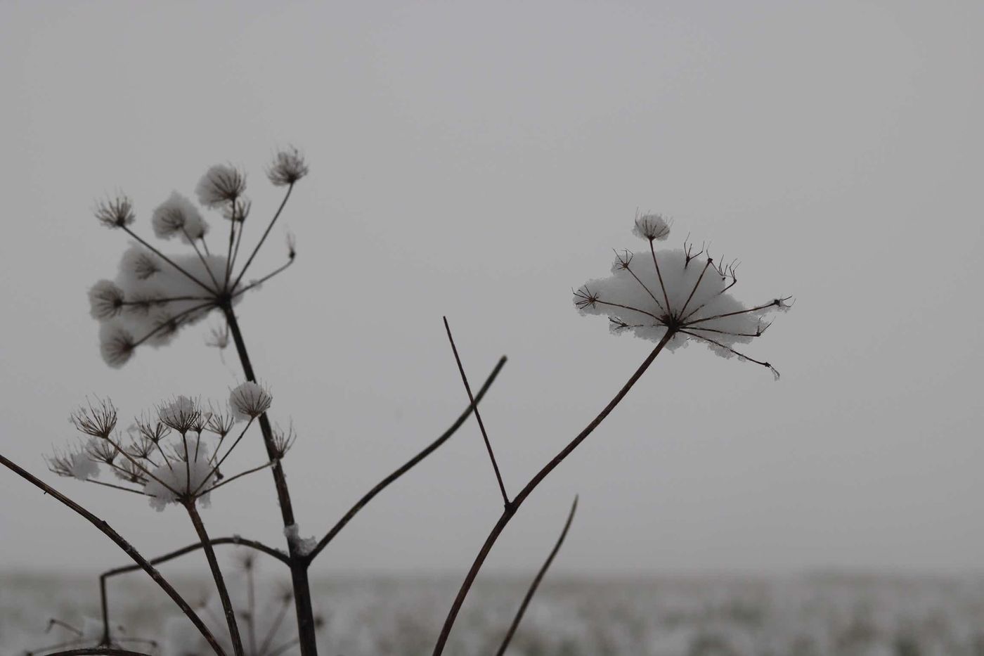 Winterwunderland