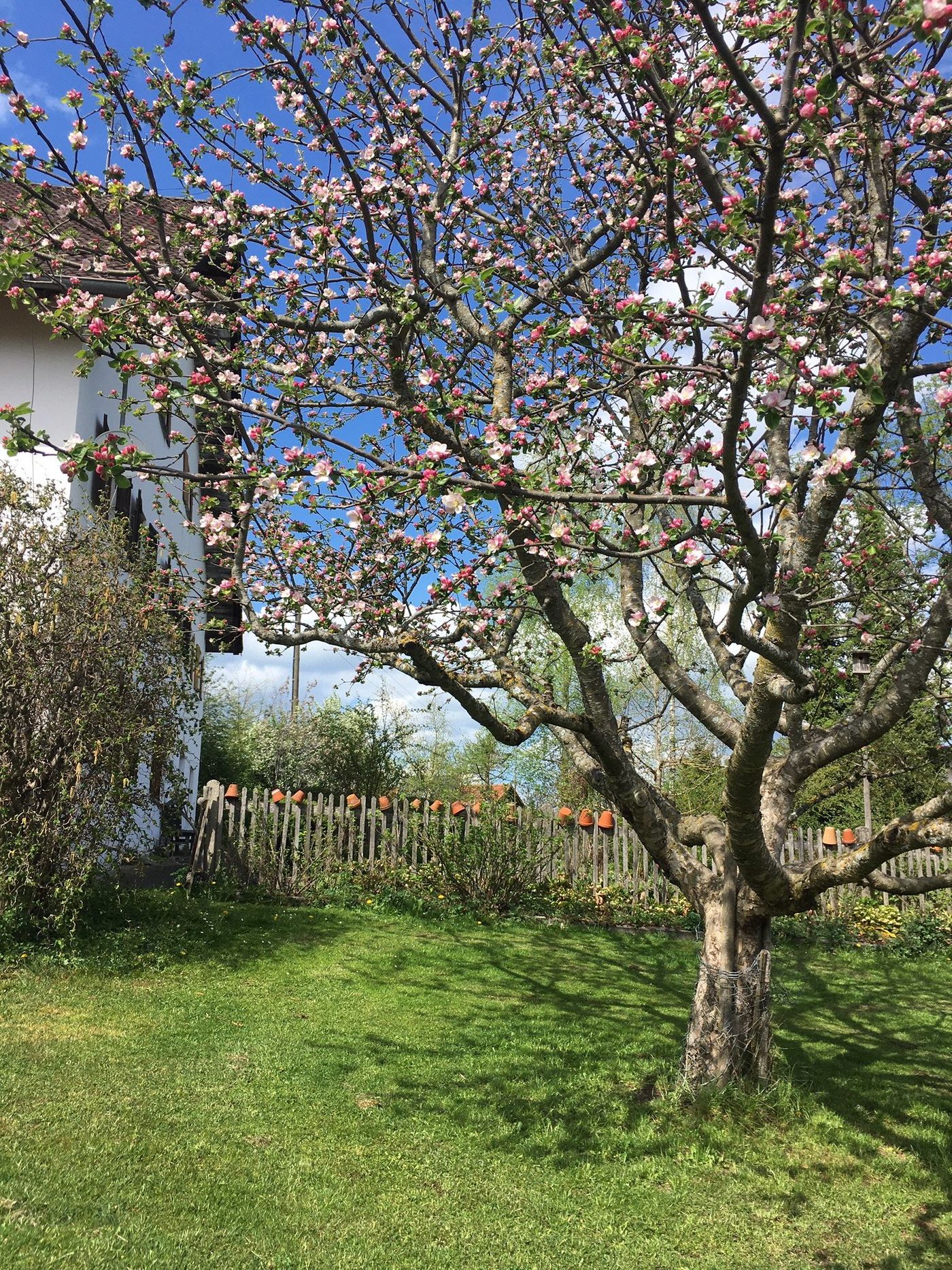 Obstbaum