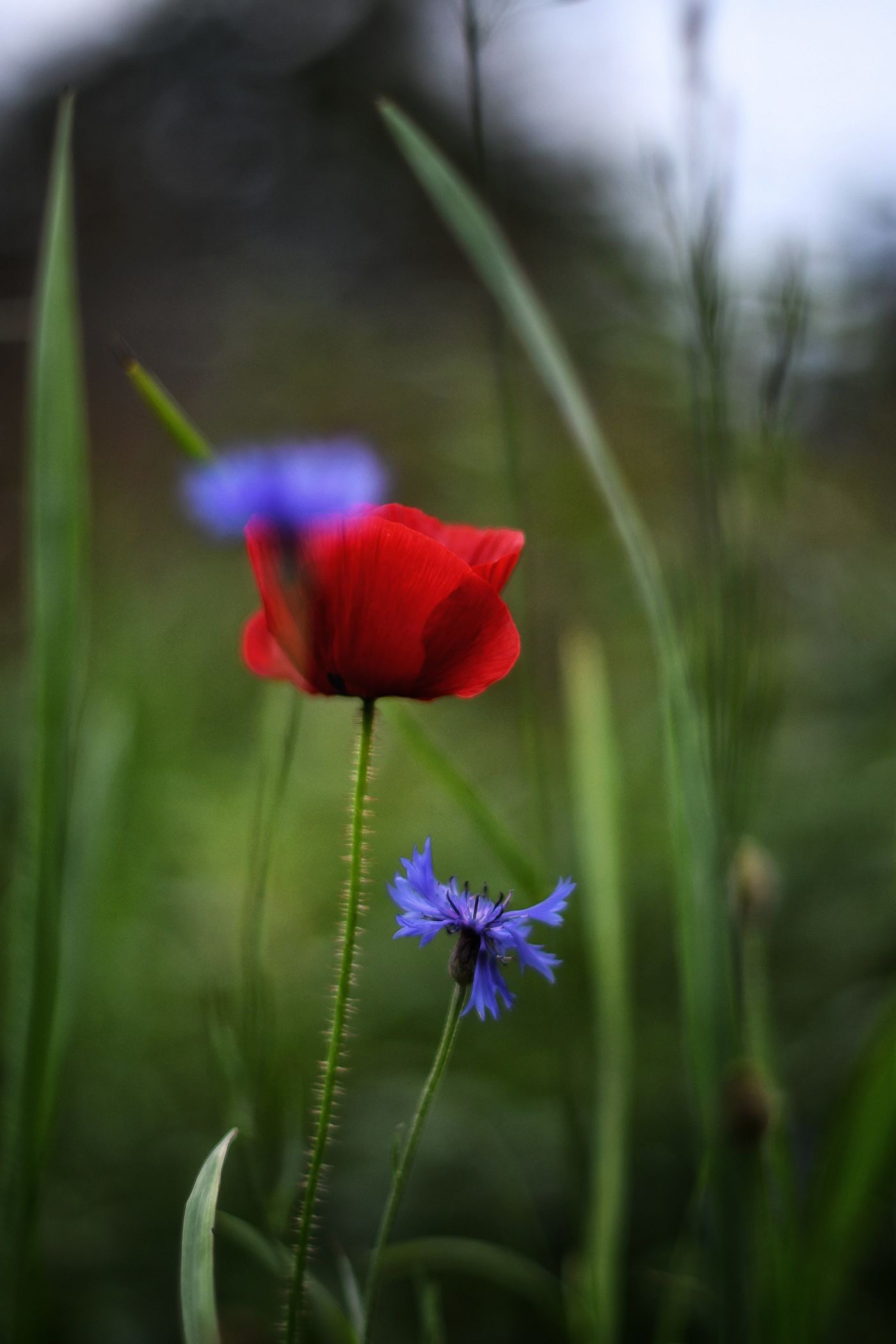 Wiesenblumen