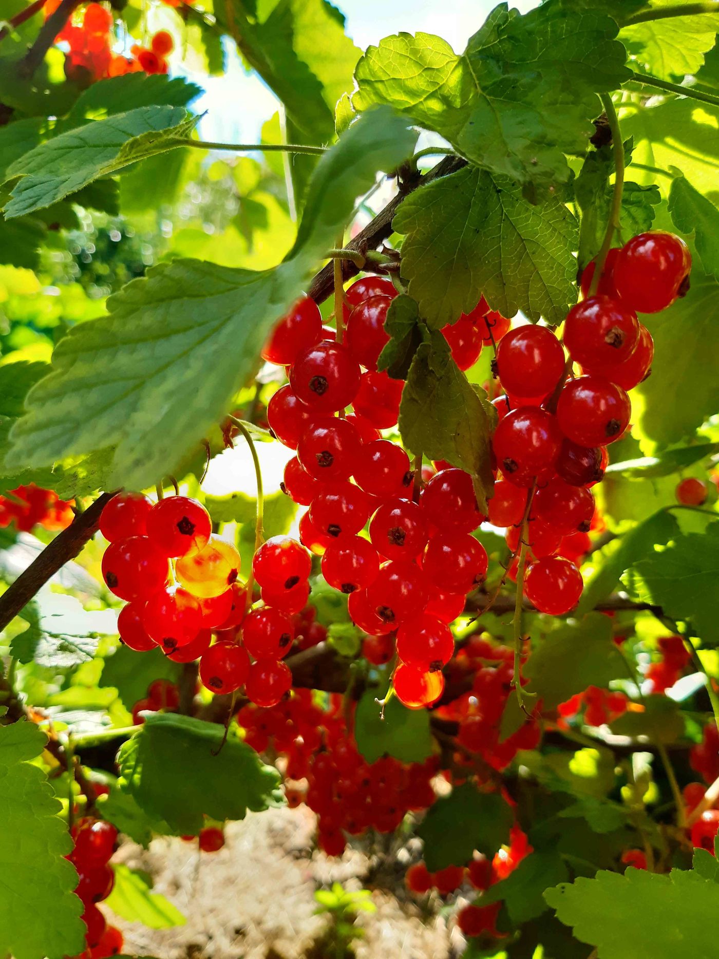 Kleiner Garten