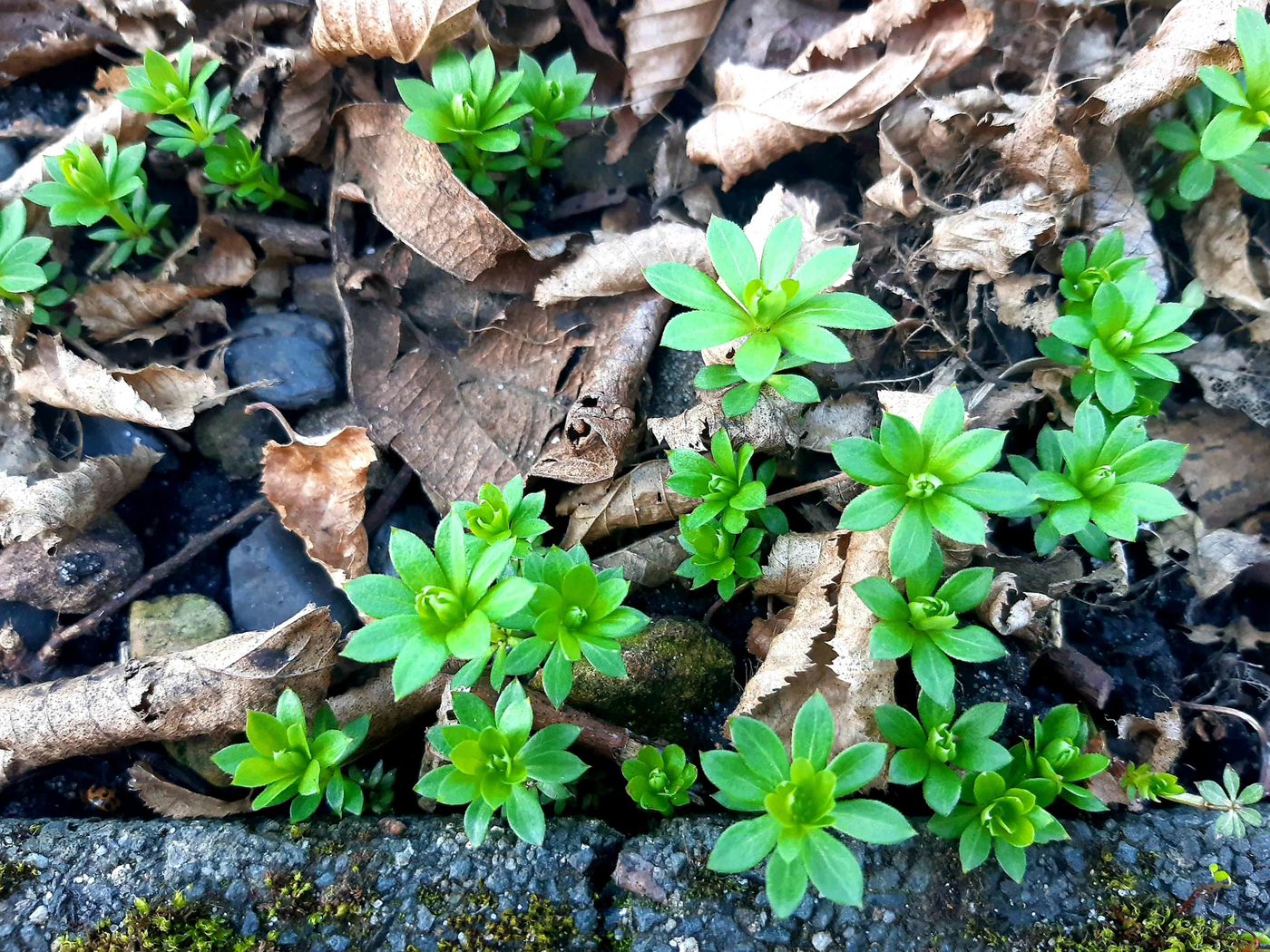 Kleiner Garten