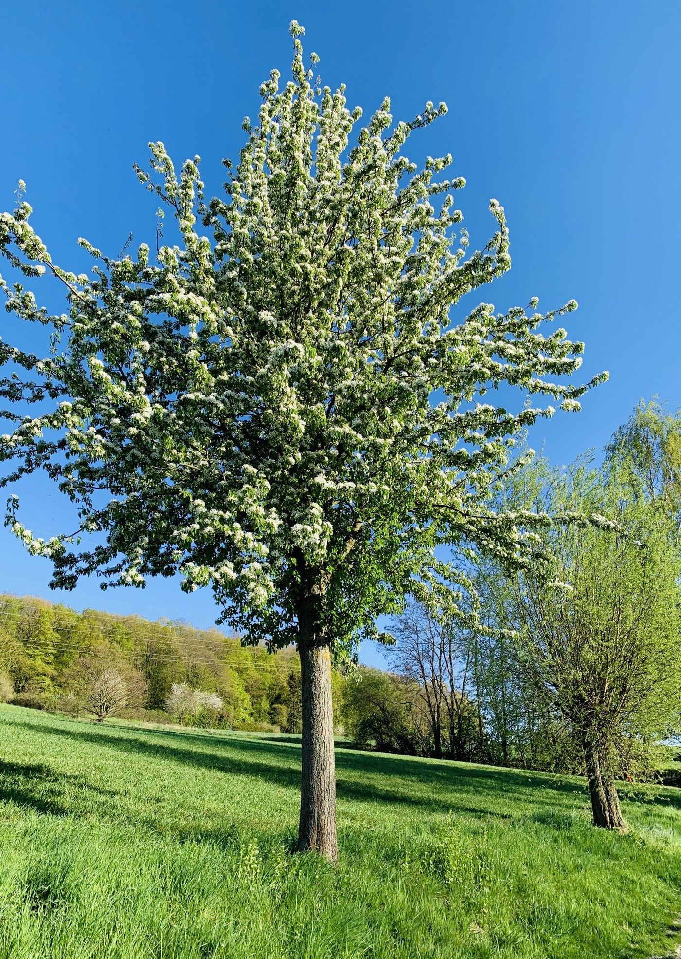 Obstbaum