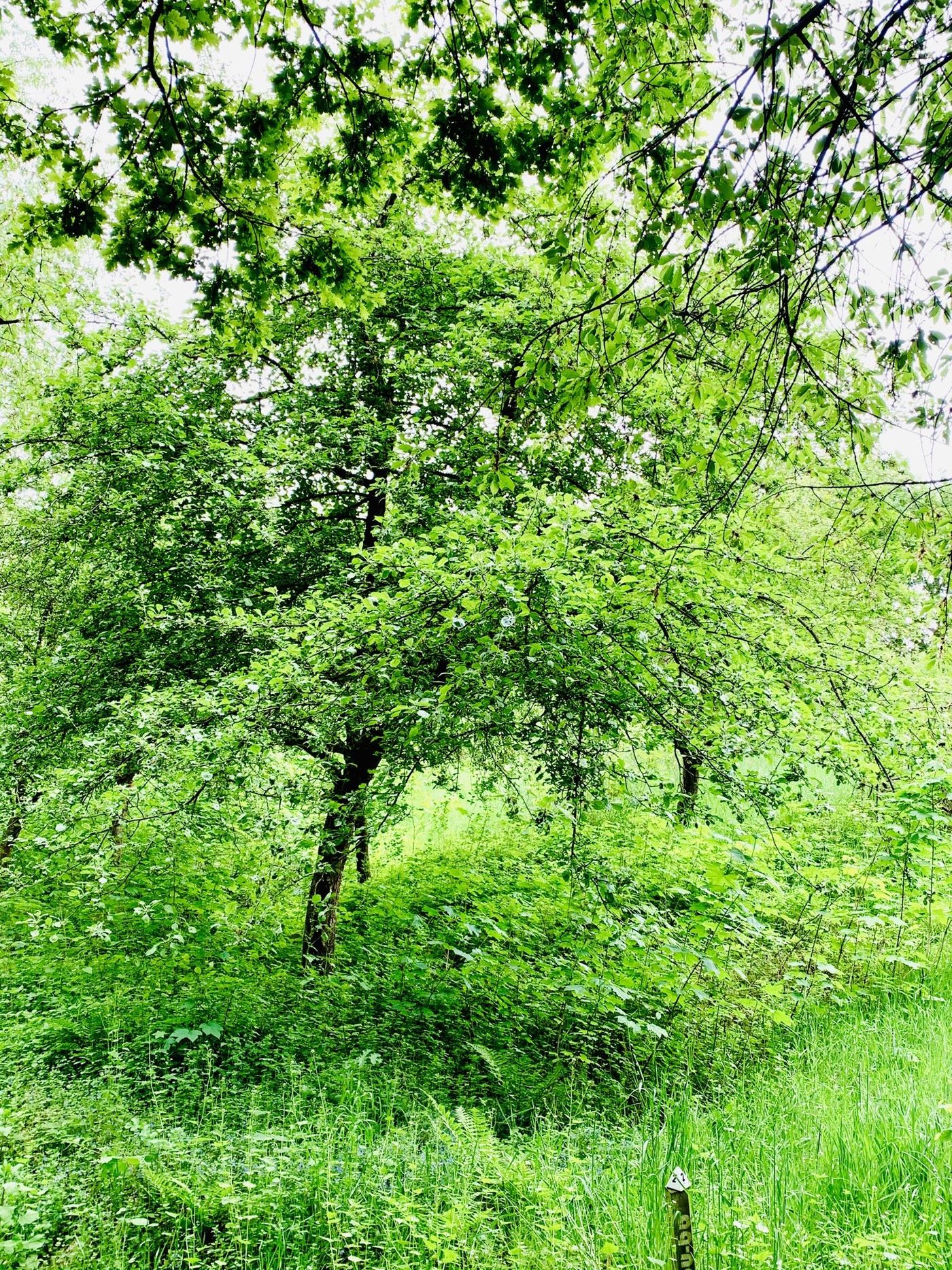 Obstbaum