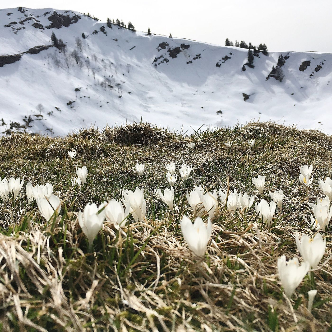 Krokusse