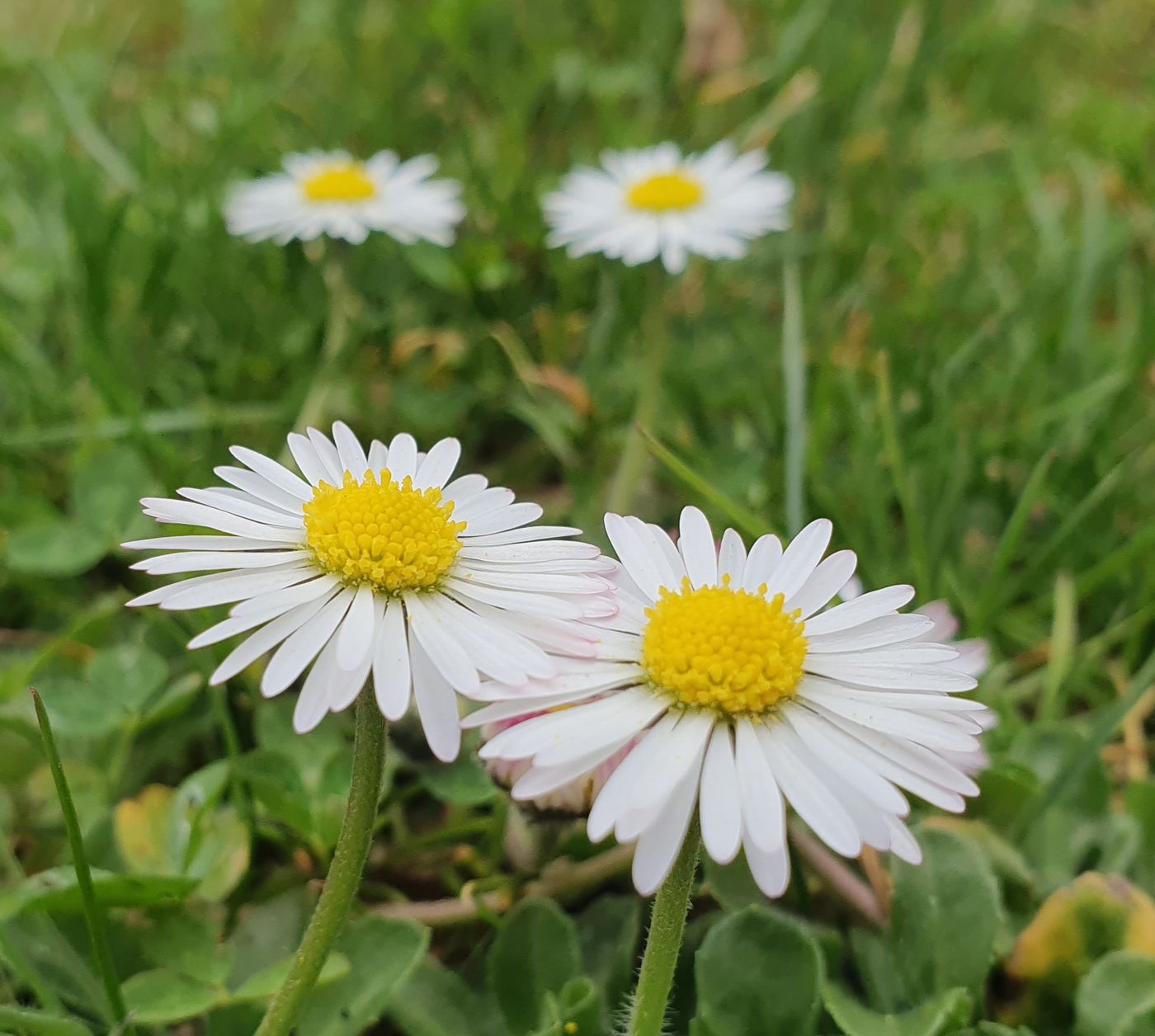 Gänseblümchen