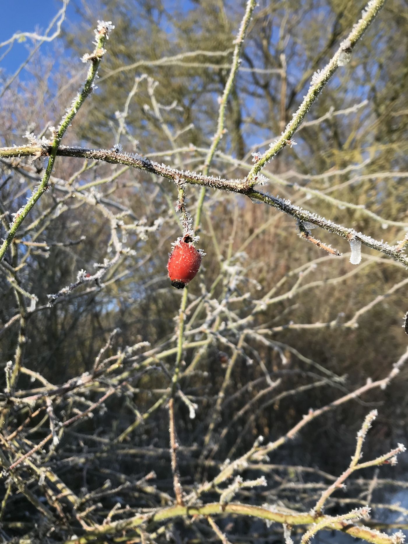 Wintermorgen