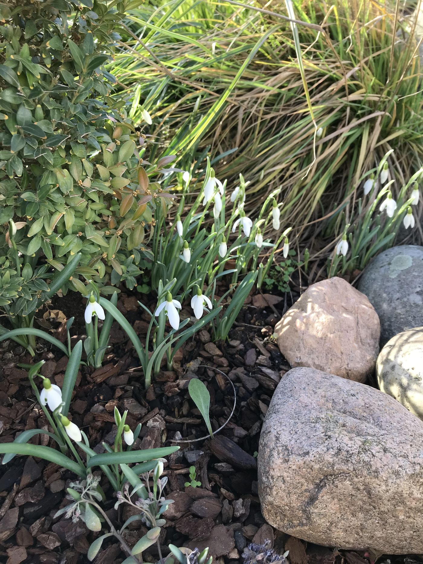 Schneeglöckchen