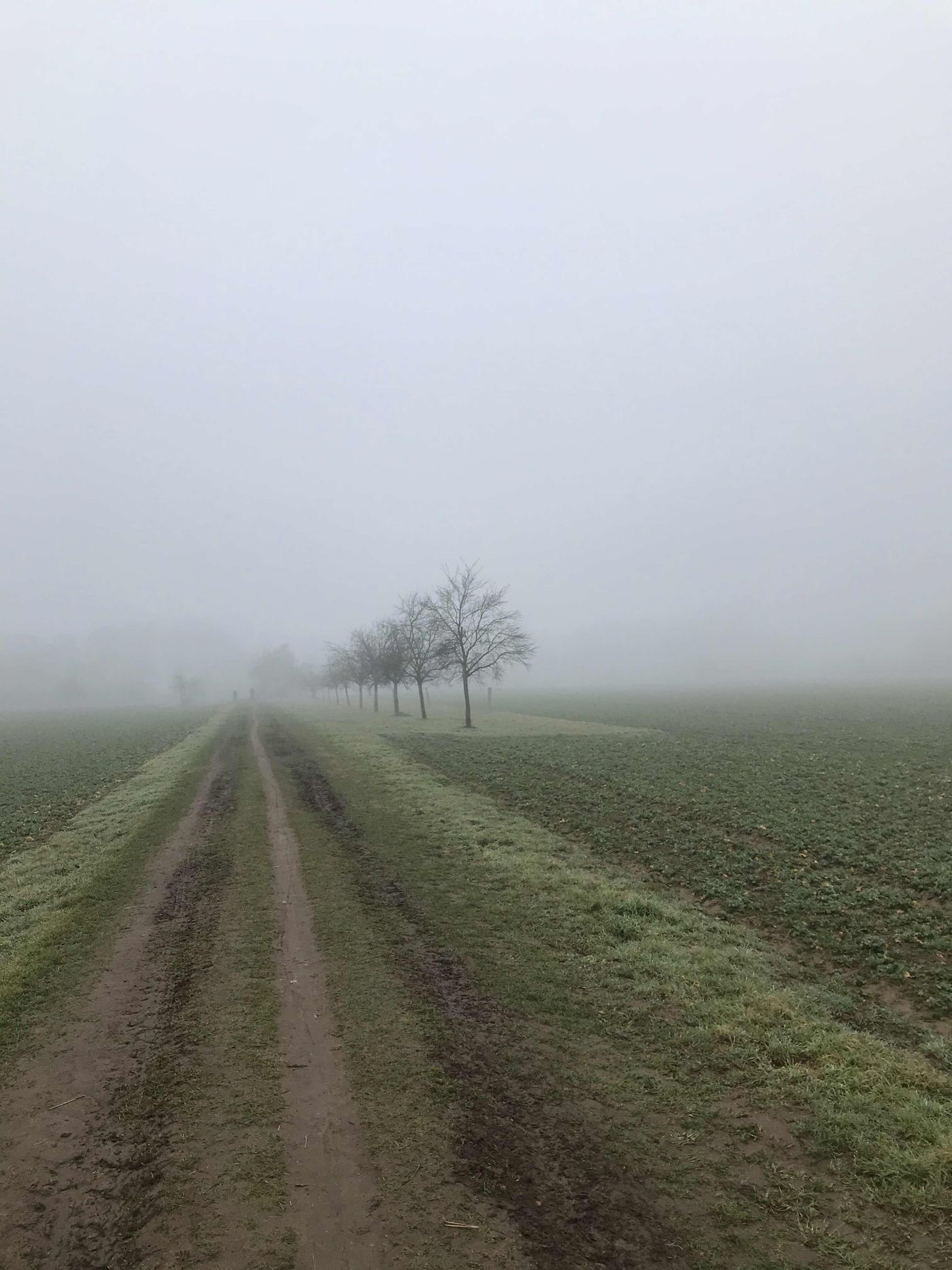 Nebel