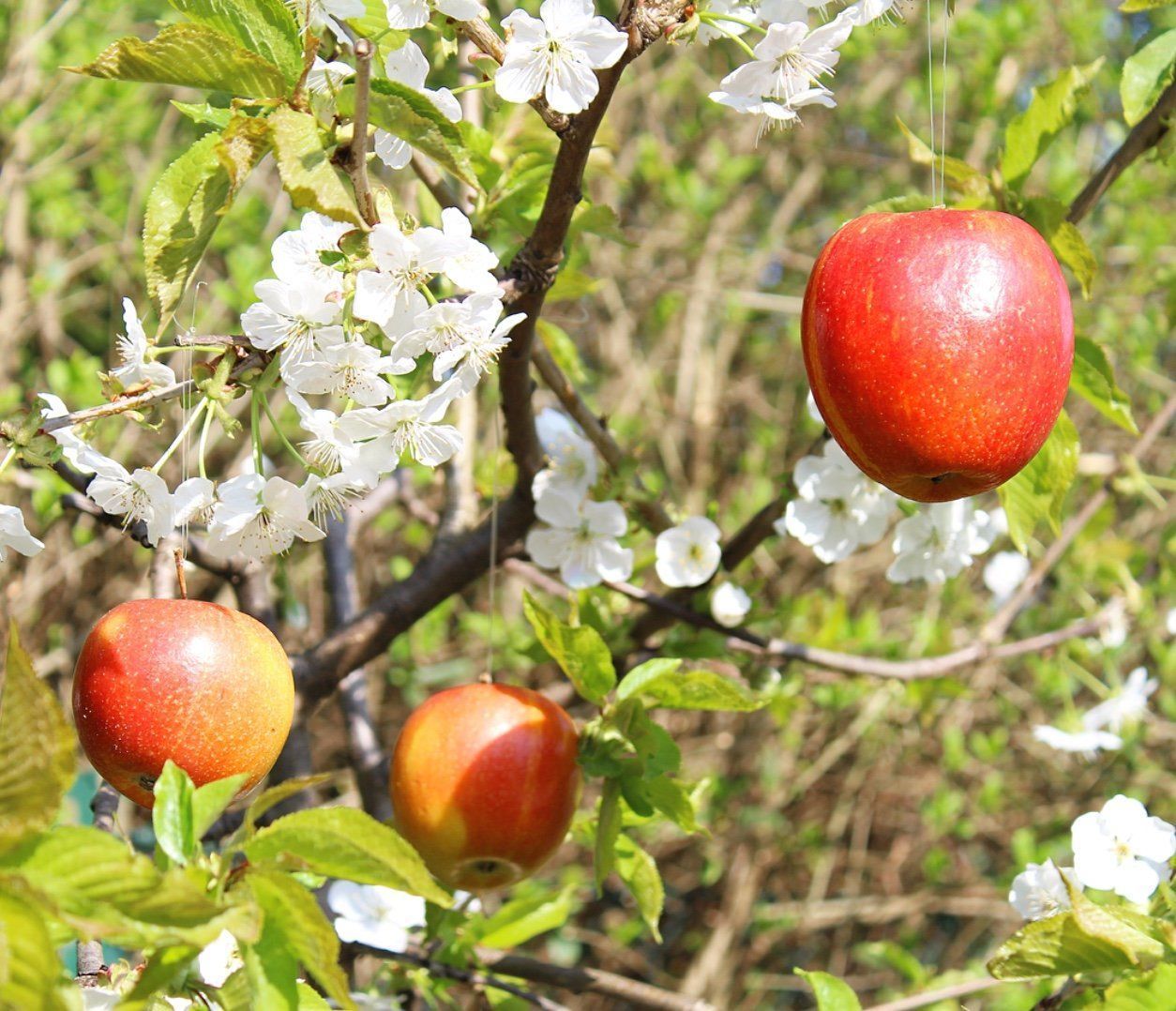 Obstbaum