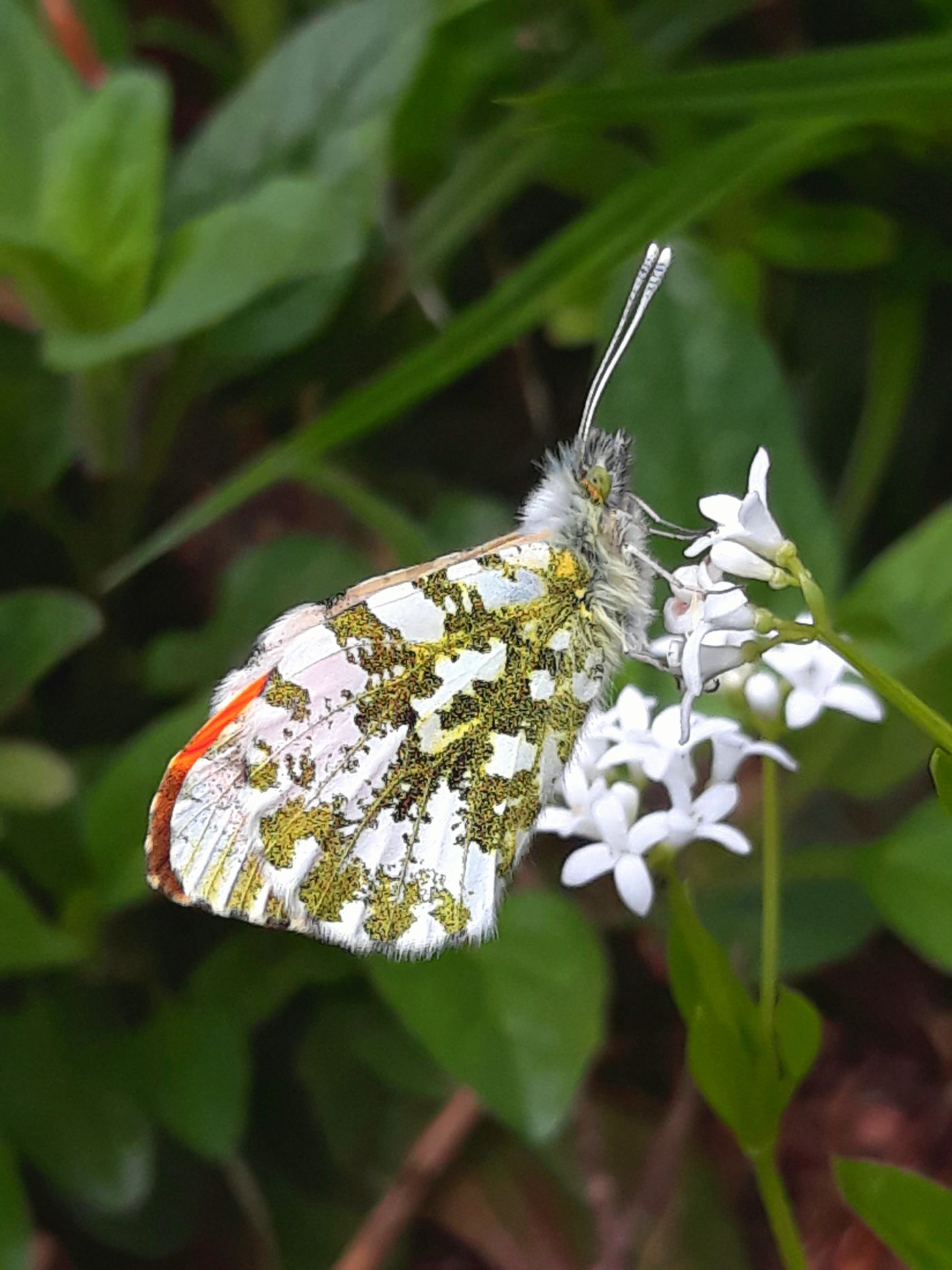 Schmetterling