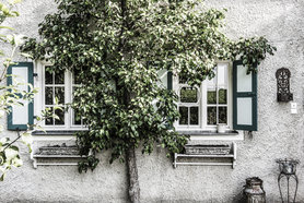 Baum vor den Fenstern